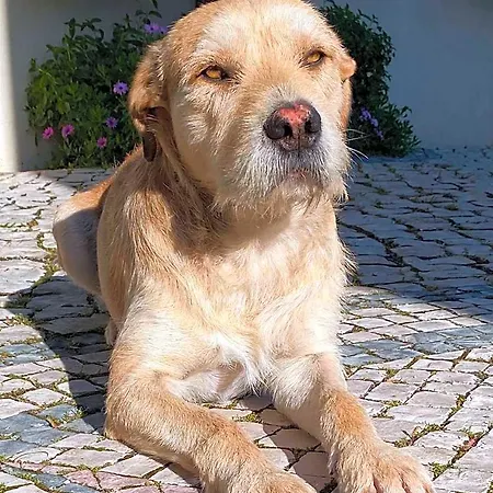 Felicidade Loulé