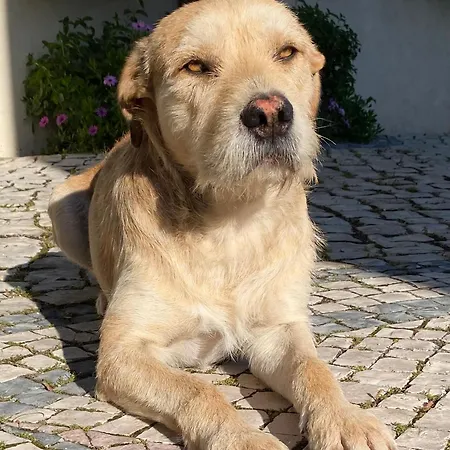 Felicidade Nocleg ze śniadaniem Loulé